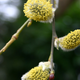 Image for article titled Shooting Challenge: Spring Gallery 2